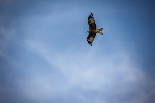A red kite circles over the Elbe. He belongs to the Harbichtartigen birds.