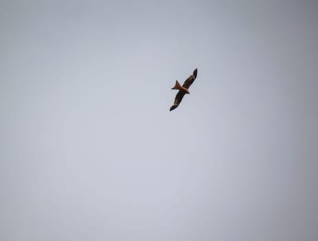 A red kite circles over the Elbe. He belongs to the Harbichtartigen birds.