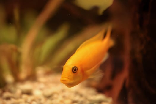 Close up of a fish in an aquarium.