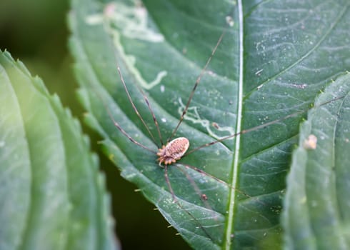 A weavers tick on a leaf. Weaver tick belongs to the genus Phalangium.