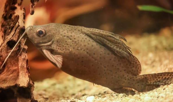 Close up of a catfish in the aquarium.