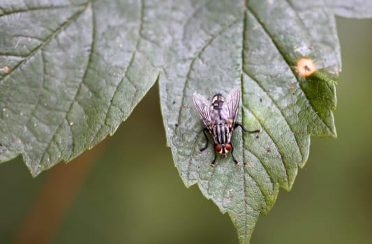 A fly sits on a plant. Close up of a fly.