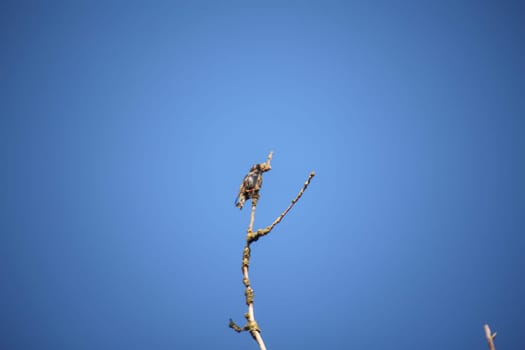 A lone starling sits on the top of a tree.