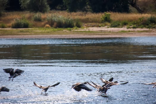 Grey geese on the Elbe. A nature reserve with gray geese.