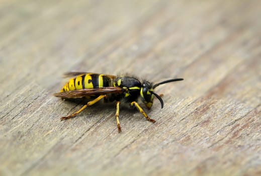 A close-up of a wasp. A wasp, Hymenoptera.