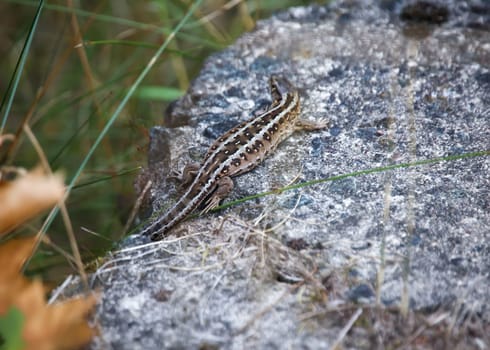 Close-up of a fence lizard sunbathing on a stone.