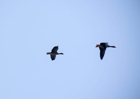 Two gray geese fly along over the Elbe to their feeding grounds.