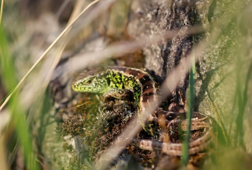 Close-up of a fence lizard sunbathing on a stone.