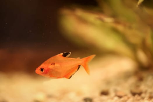 Close up of a fish in an aquarium.