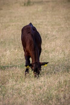 A young cow grazing in a pasture.