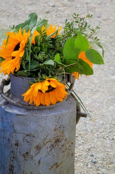 In an enamelie milk jug are several sunflowers for decoration.