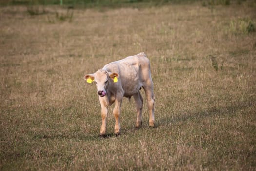 A young cow grazing in a pasture.