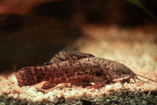 Close up of a catfish in the aquarium.