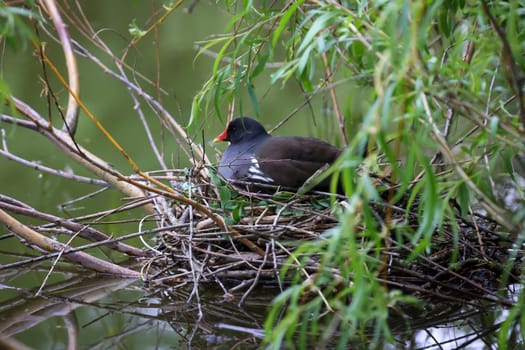 A pond rail, a pond hen on her nest to breed.
