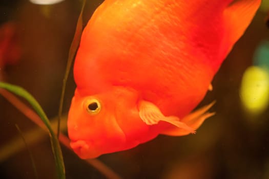 Close up of a fish in an aquarium.