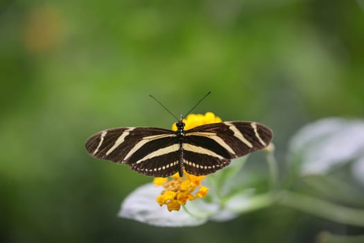 Portrait of a tropical butterfly on a plant.