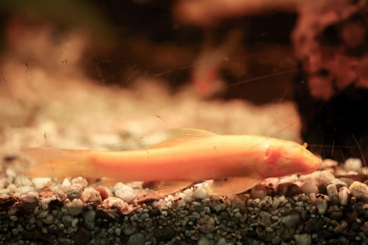 Close up of a catfish in the aquarium.