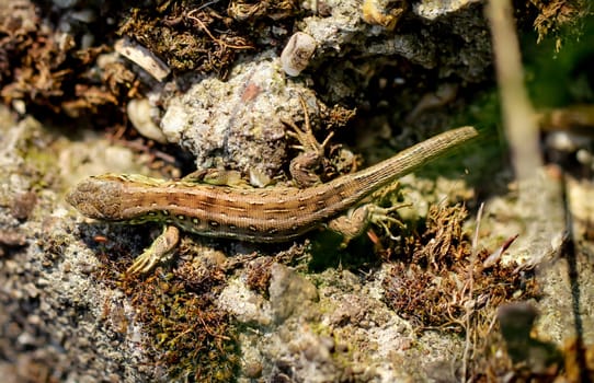 Close-up of a fence lizard sunbathing on a stone.