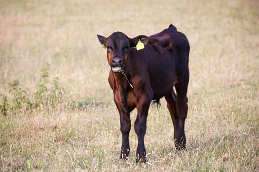 A young cow grazing in a pasture.