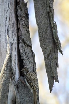 A garden treecreeper, Certhia brachydactyla brings nesting material to the nest box.