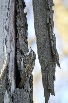 A garden treecreeper, Certhia brachydactyla brings nesting material to the nest box.