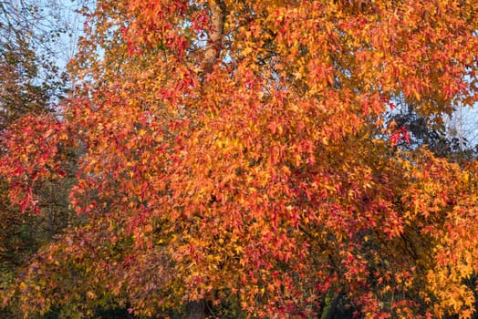 Yellow and red leaves and blue sky in autumn.