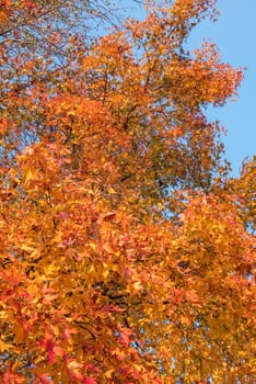 Yellow and red leaves and blue sky in autumn.