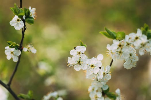 White Young Spring Flowers Growing In Branch Of  Tree in Forest.