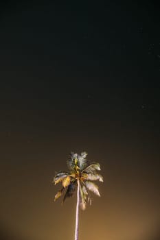 Goa, India. Real Night Sky Stars. Coconut Tree Palm On Background Of Natural Starry Sky.