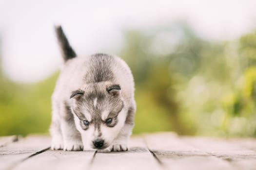 Four-week-old Husky Puppy Of White-gray Color Sitting On Wooden Ground And Sniffs It.