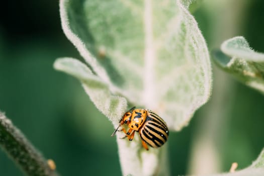 Colorado Striped Beetle - Leptinotarsa Decemlineata. This Beetle Is A Serious Pest Of Potatoes.