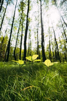 Growing Small Young Spring Sprigs Green Trees. Summer Sunny Day. Wide Angle.