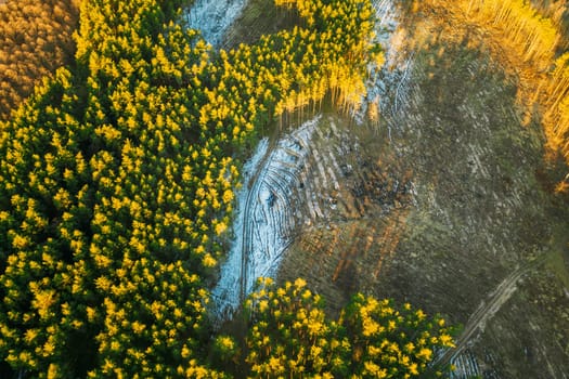 Aerial View Of Coniferous Trees Green Forest In Landscape At Early Spring. Pine Forest In Deforestation Area Landscape. Drone View. Bird's Eye View.