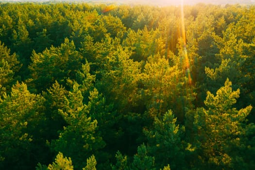 Aerial View Of Green Pine Coniferous Forest In Landscape In Spring. Top View Of European Woods At Springtime. Sunset Sunrise Lights.