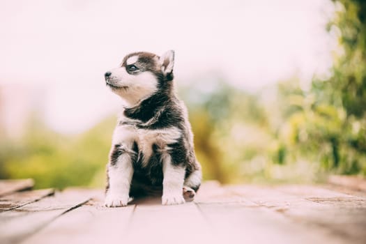 Four-week-old Husky Puppy Of White-gray-black Color Sitting On Wooden Ground And Looking Into Distance.