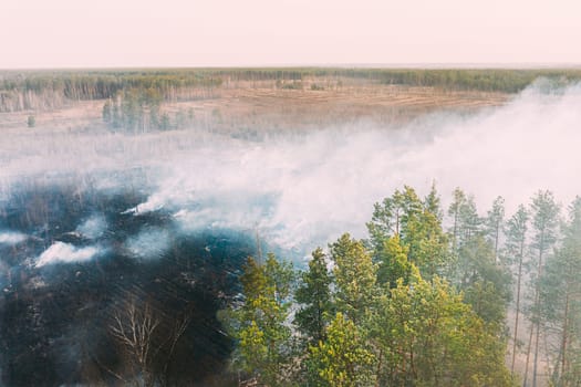 Aerial View. Spring Dry Grass Burns During Drought Hot Weather. Bush Fire And Smoke In Deforestation Zone. Wild Open Fire Destroys Grass. Nature In Danger. Ecological Problem Air Pollution.