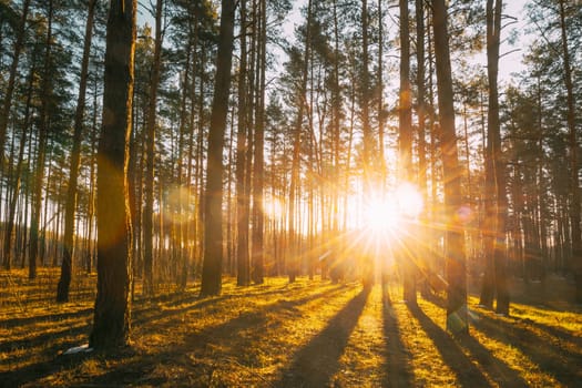 Beautiful Sunset Sunrise Sun Sunshine In Sunny Spring Coniferous Forest. Sunlight Sunbeams Through Woods In Forest Landscape.