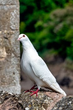 Wild white pigeon on the wall in Chepstow, Monmouthshire, Wales, United Kingdom
