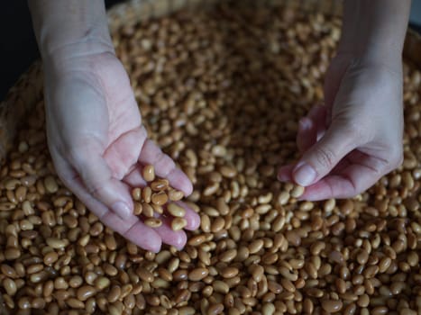 Close-up photo the texture of soy bean for HOW to Soy Product: Raw Homemade Tempeh . Concept of Healthy Vegetarian Food