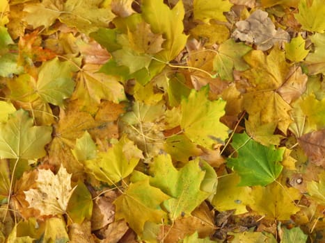 dried leaves fallen from the trees you make a nice carpet of colors