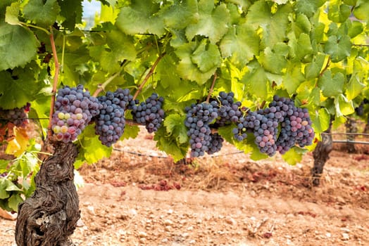 Veraison in a vineyard. Bunches of grapes with berries that begin the ripening phase. Traditional agriculture. Sardinia.