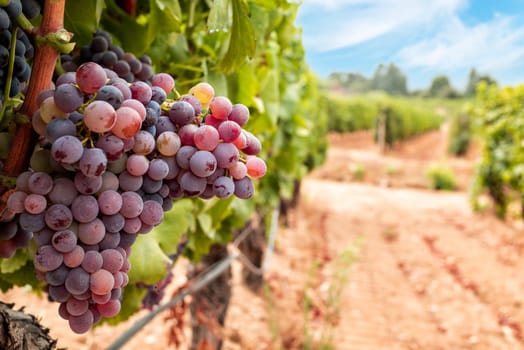 Veraison in a vineyard. Bunches of grapes with berries that begin the ripening phase. Traditional agriculture. Sardinia.