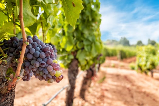 Veraison in a vineyard. Bunches of grapes with berries that begin the ripening phase. Traditional agriculture. Sardinia.