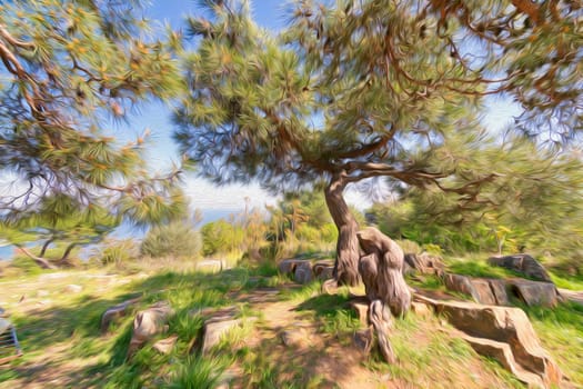 Beautiful summer landscape, with Photoshop effect of picturesque glade at seaside with pine tree with curved trunk and sprawling branches growing next to stones with blue sky and sea in background