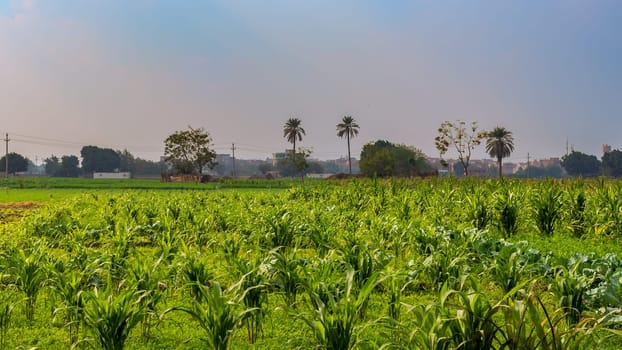 Green meadow, blue sky with few clouds and few trees and palms at the far end at an Egyptian village