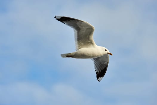 a seagull soaring in a blue sky with clouds. High quality photo