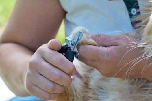 trimming the claws of a cat close-up. High quality photo