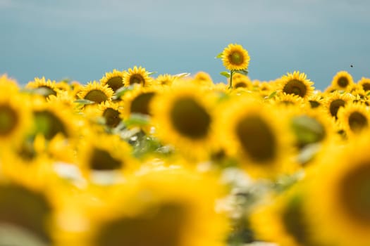 Standing out from the crowd concept. Wonderful panoramic view of field of sunflowers by summertime. One flower growing taller than the others
