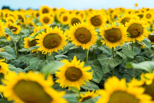 Wonderful panoramic view of field of sunflowers by summertime.