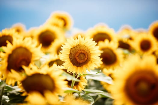 Wonderful panoramic view of field of sunflowers by summertime.